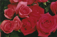 Red roses in a row