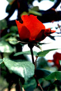One red rose