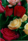 Red, yellow and pink roses