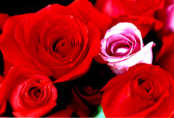 One pink rose among the red