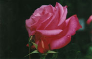 rose with two buds