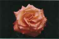 Beautiful dewy rose at Woodland Park Zoo.