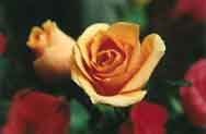 Beautiful roses on display at Larry's.