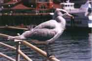 Seagull