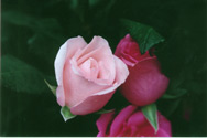 Two roses