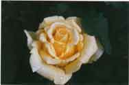 Yellow Rose of Texas