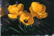 Beautiful yellow flowers on Bainbridge Island