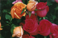 New, partly-opened roses