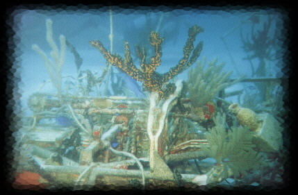 The framework of an old plane with corals growing on it.