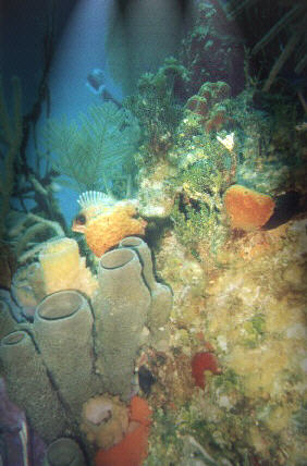 Colorful corals and small fish