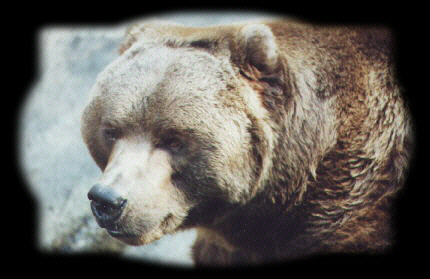 Close up photo of a Brown bear head and shoulders
