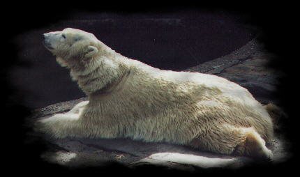 A polar bear stretched out on his belly, with his back feet behind him, and head up.