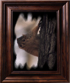 Squirrel hanging on to the trunk of a large tree, and looking around from the back of it to see what I was doing.
