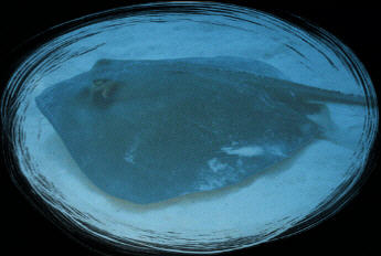 Large stingray in the sand taken from the side