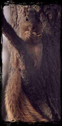 Squirrel sitting upright on a tree branch eating a acorn, watching me take the picture.