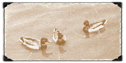 Three ducks in the water, with the special effect that makes it look like an old photo