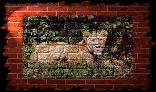 Lioness sunning herself taken from the side to see the whole cat.  Image was then made to look like it was on a brick wall.
