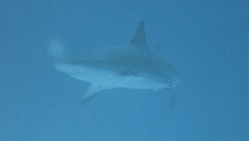 black tipped reef shark