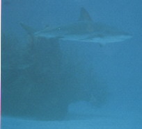reef and shark