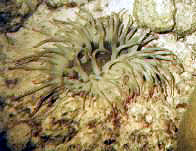 whie with purple tips anemone