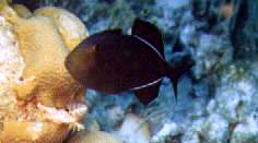 A black durgon