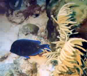 a dark blue tang