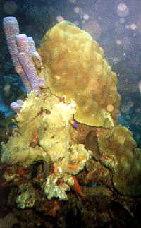 Large coral with small fish swiming around