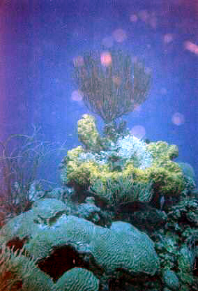 Corals with the blushing tint of being underwater