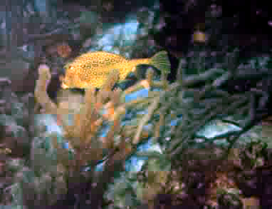 A small cowfish