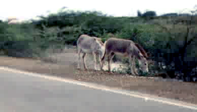 A pair of donkeys along the side of the road