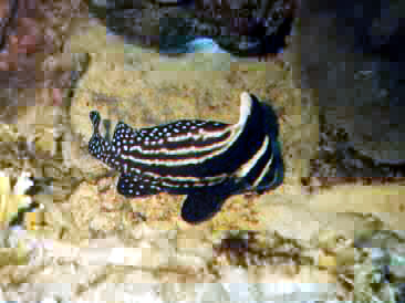 black and white striped drumfish