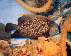 French Angelfish
