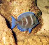 A blue tang
