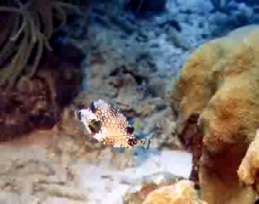 Another cowfish