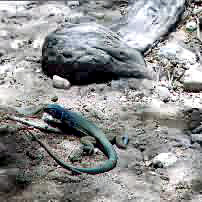 A greenish blue lizard among the rocks and roots of a tree