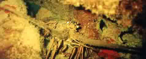 Spiny lobster under a small ledge