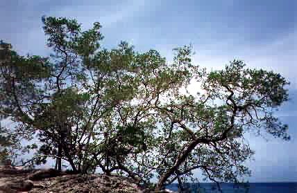 A couple trees on a cliff overlooking the ocean and sky