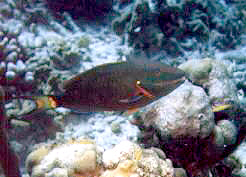 A parrot fish