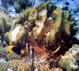 A black and yellow rock beauty and corals