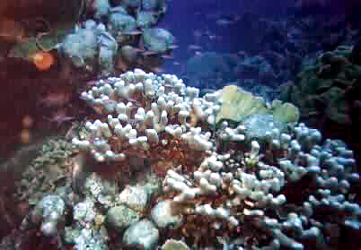 Corals and small blueish purple fish