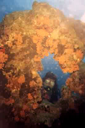 This coral formation was a ring, and I had a diver look through the center of it towards me