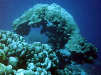 A coral formation that grew into the shape of a hook, and from my position you can see through the loop and see another coral in the background