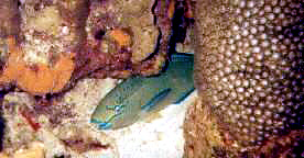 a parrotfish sleeping
