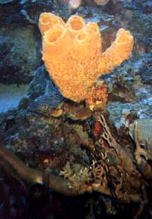an orange colored sponge