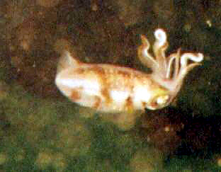 A small squid