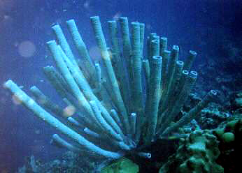Big long stovepipe sponges