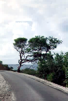 A twisted old tree along the side of the road with the clouds in the background
