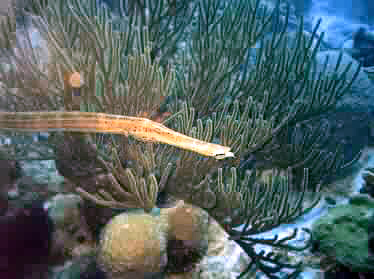 The front of a trumpetfish with corals in the background