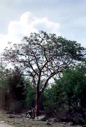 A tree along the road, that has a reddish color to the bark