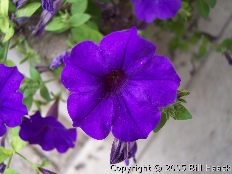 Purple Annual